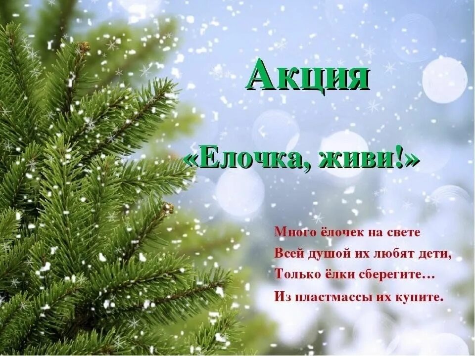 Акция &amp;quot;Елочка, живи!&amp;quot;.